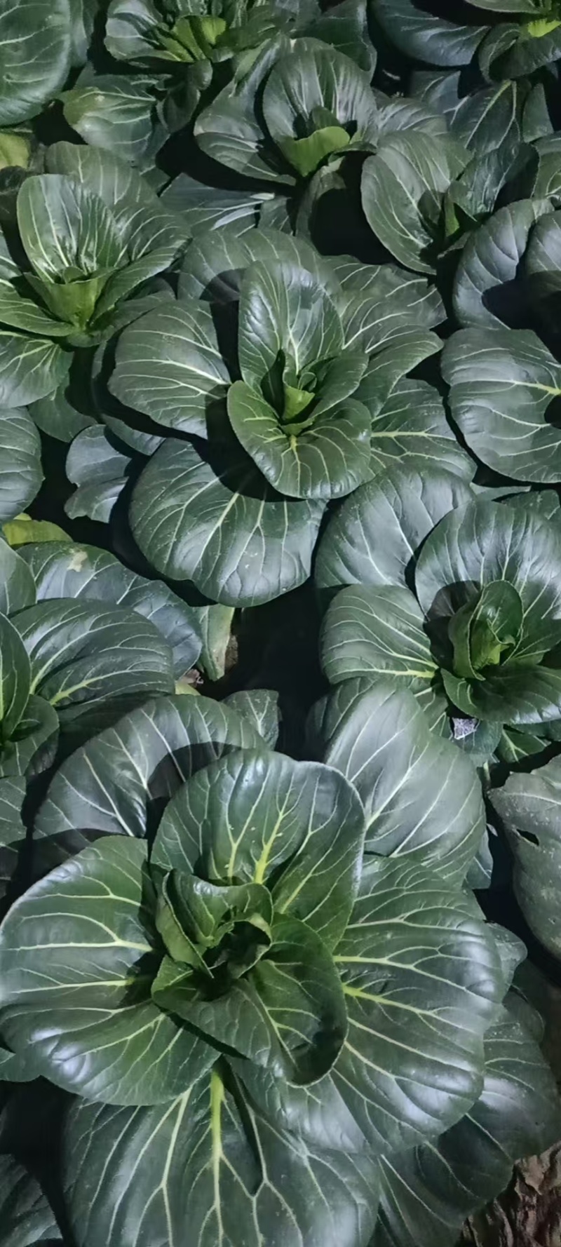 精品黑叶矮脚青