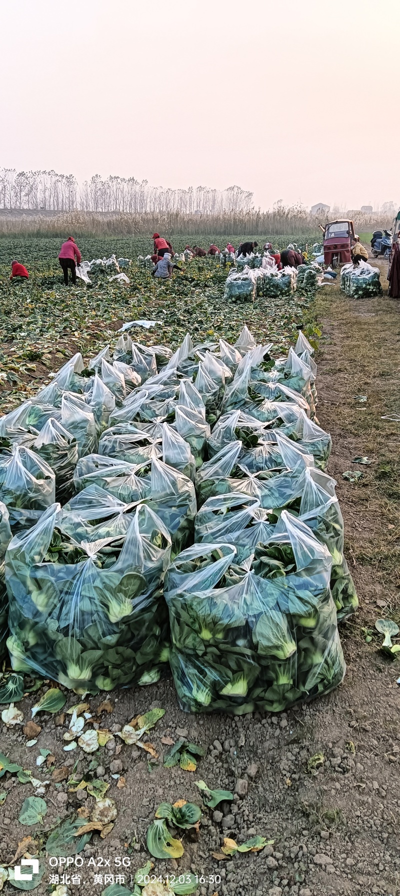 精品黑叶矮脚青