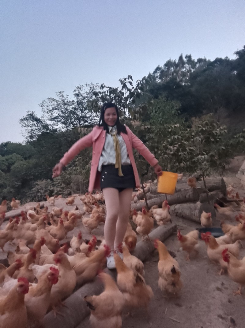 活体冰鲜三黄鸡