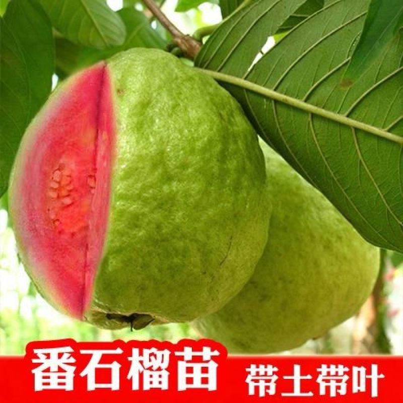 珍珠番石榴苗，红宝石番石榴苗，胭脂红四季结果，品质保证