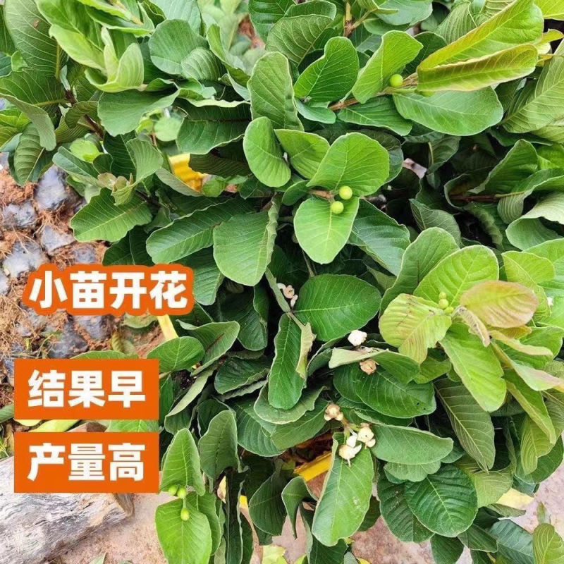 珍珠番石榴苗，红宝石番石榴苗，胭脂红四季结果，品质保证