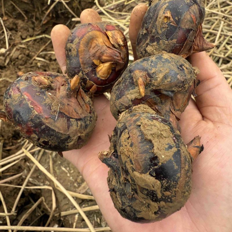 云南马蹄开挖，大量对接市场，达人，电商一件代发，保质保量