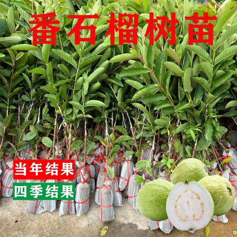 珍珠番石榴苗，红宝石番石榴苗，胭脂红四季结果，品质保证
