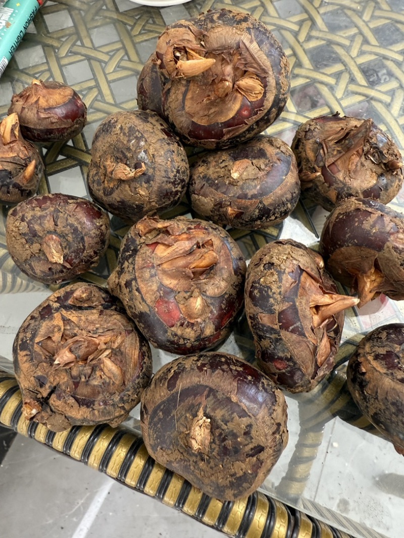云南马蹄开挖，大量对接市场，达人，电商一件代发，保质保量