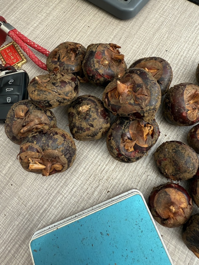 云南马蹄开挖，大量对接市场，达人，电商一件代发，保质保量