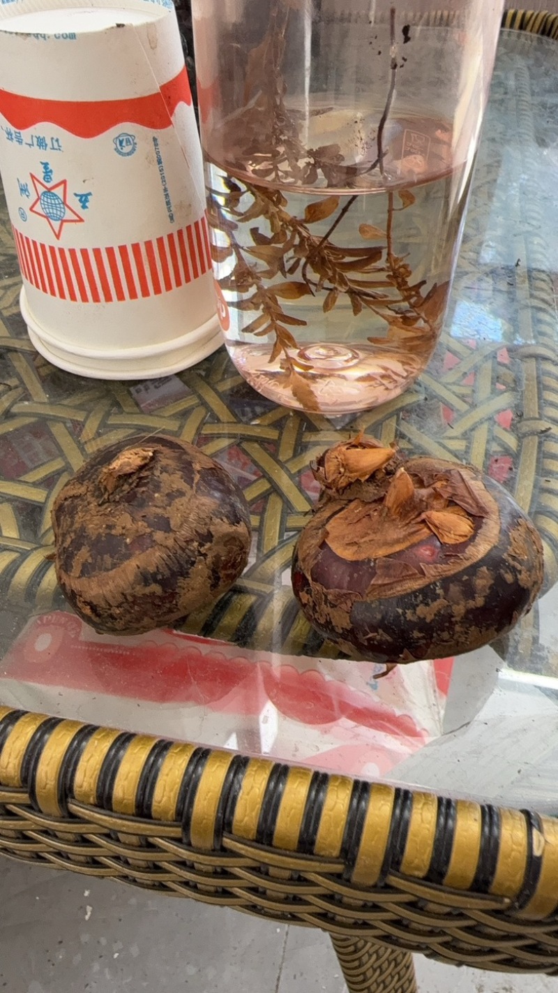 云南马蹄开挖，大量对接市场，达人，电商一件代发，保质保量