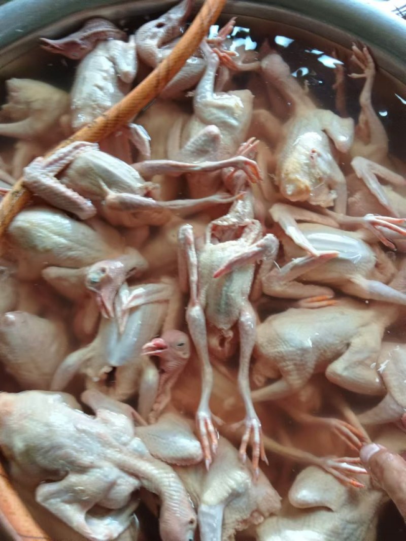 乳鸽精品生鲜乳鸽，预包装冻品乳鸽中鸽包邮量大从优，现杀卖