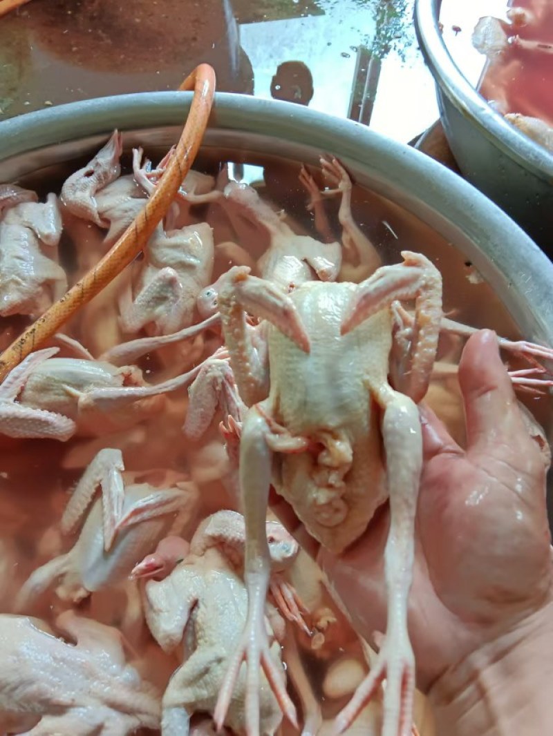 乳鸽精品生鲜乳鸽，预包装冻品乳鸽中鸽包邮量大从优，现杀卖