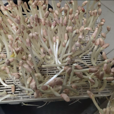 【保质保量】花生芽对接全国量大从优发货快买家认可