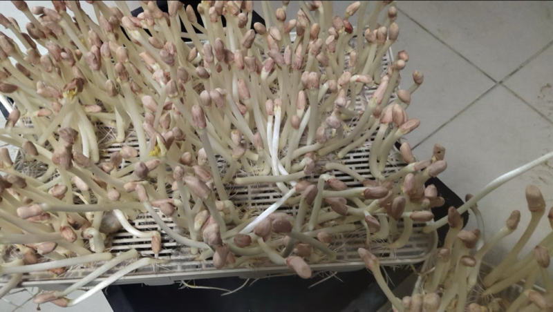 【保质保量】花生芽对接全国量大从优发货快买家认可