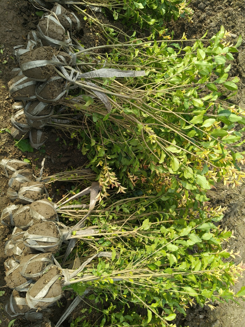金禾女贞小毛球高度:40一50cm，基地有量，欢迎订购。