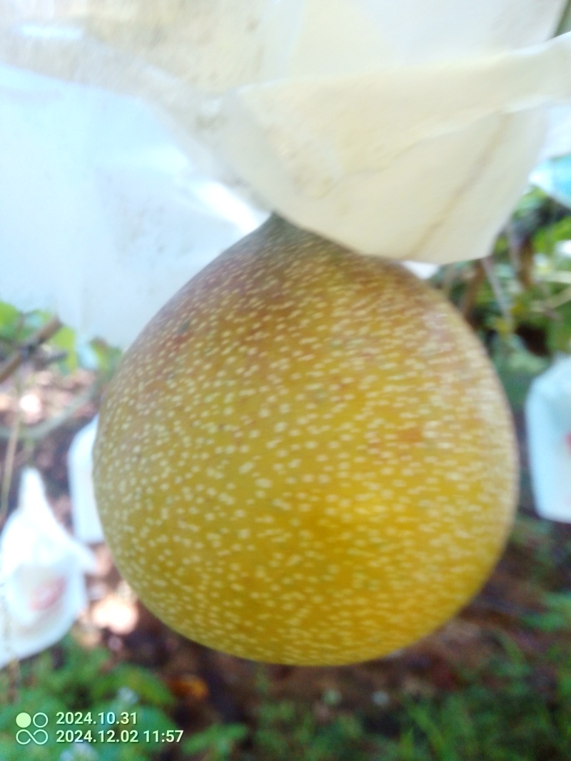 热情果，这是云南热情果，勐海地带的热情果。