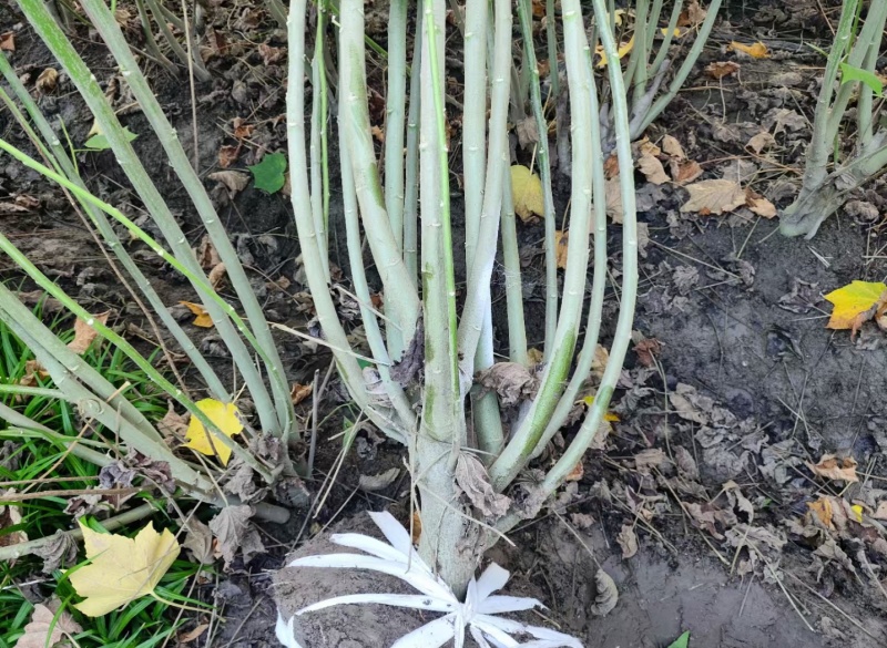 木芙蓉5一6叉，7一8叉，10一12叉基地有量，欢迎订购
