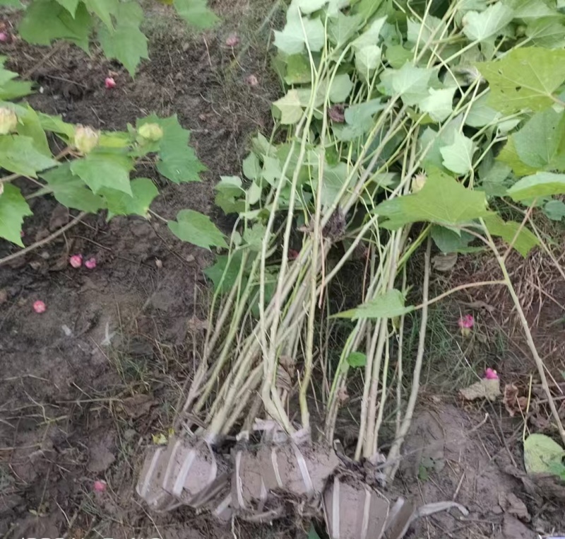 木芙蓉5一6叉，7一8叉，10一12叉基地有量，欢迎订购