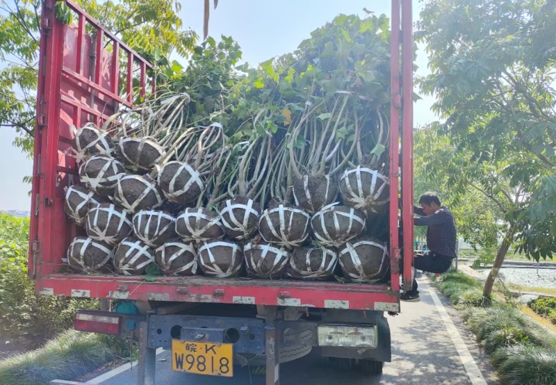 木芙蓉5一6叉，7一8叉，10一12叉基地有量，欢迎订购