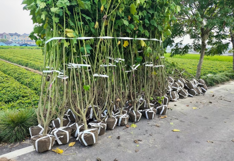 木芙蓉5一6叉，7一8叉，10一12叉基地有量，欢迎订购