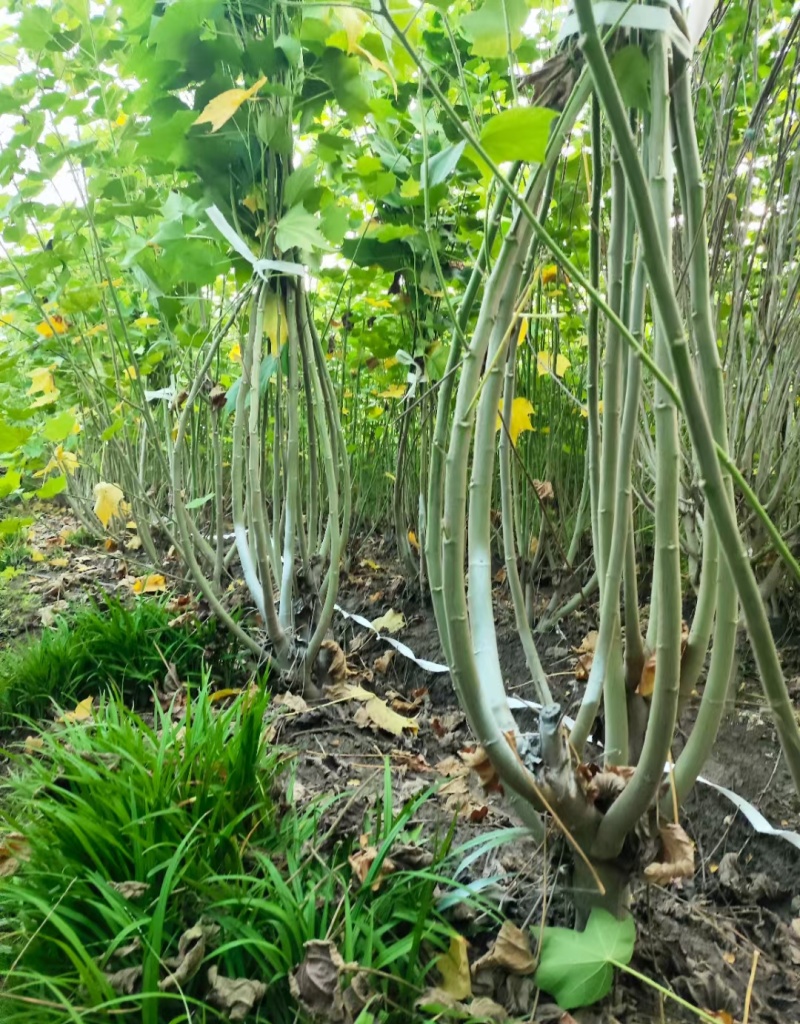 木芙蓉5一6叉，7一8叉，10一12叉基地有量，欢迎订购