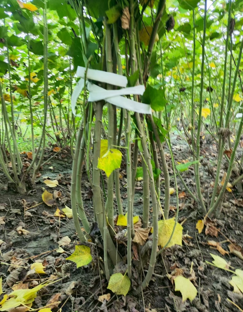 木芙蓉5一6叉，7一8叉，10一12叉基地有量，欢迎订购