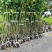 木芙蓉5一6叉，7一8叉，10一12叉基地有量，欢迎订购