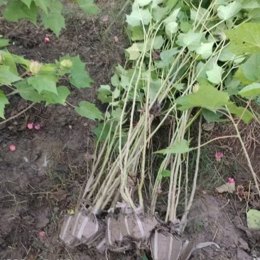 木芙蓉5一6叉，7一8叉，10一12叉基地有量，欢迎订购
