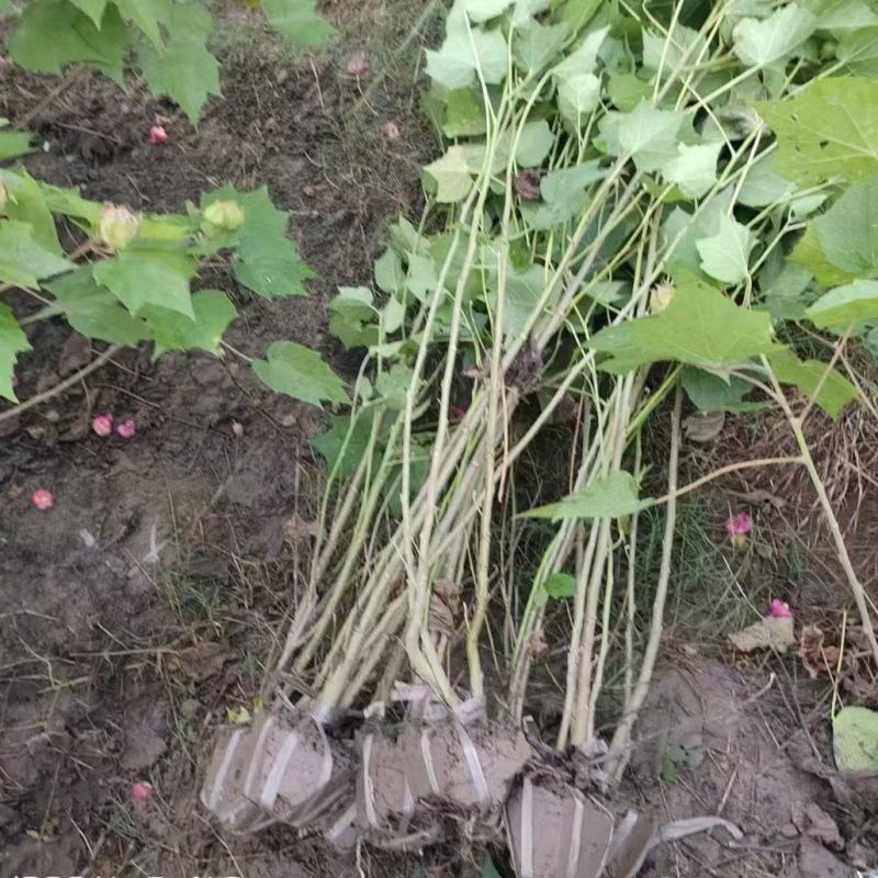 木芙蓉5一6叉，7一8叉，10一12叉基地有量，欢迎订购