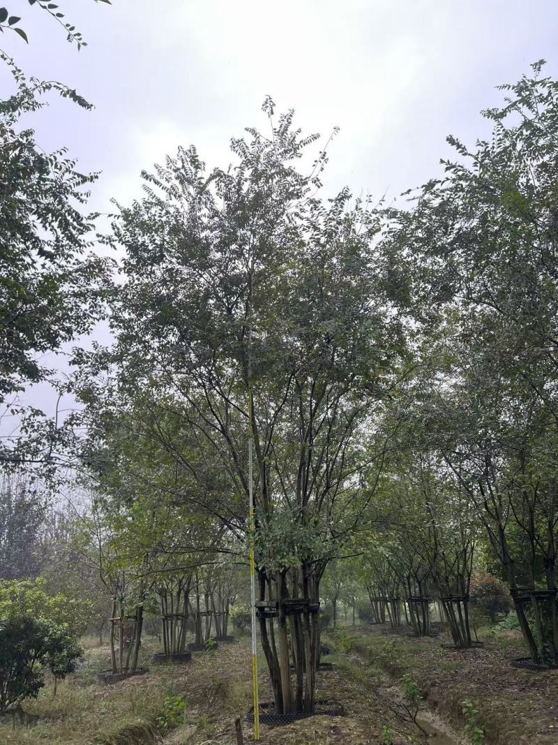 丛生朴树5杆、6杆，每杆8一10公分，总杆50公分，基地