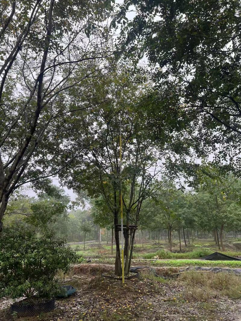 丛生朴树5杆、6杆，每杆8一10公分，总杆50公分，基地