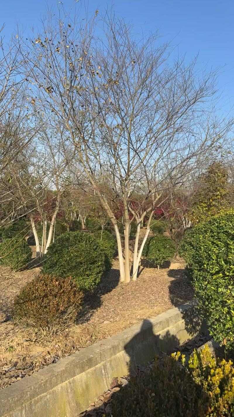 丛生朴树5杆、6杆，每杆8一10公分，总杆50公分，基地