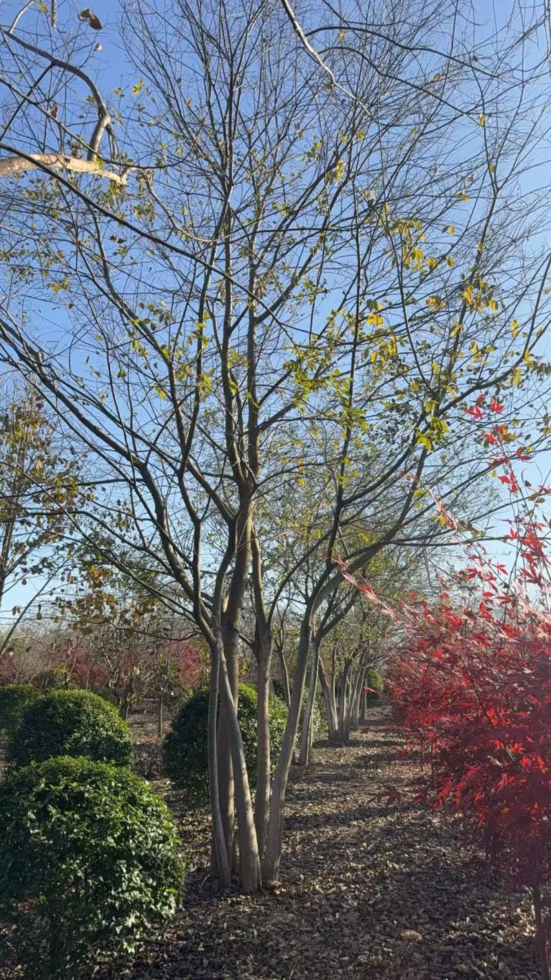 丛生朴树5杆、6杆，每杆8一10公分，总杆50公分，基地