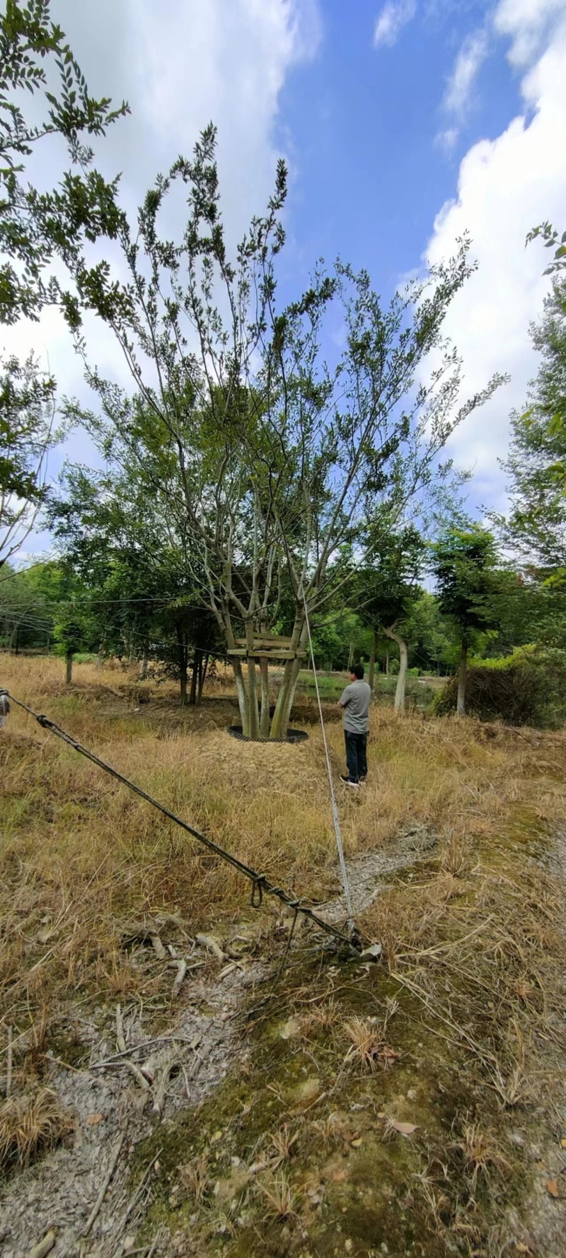 丛生朴树5杆、6杆，每杆8一10公分，总杆50公分，基地