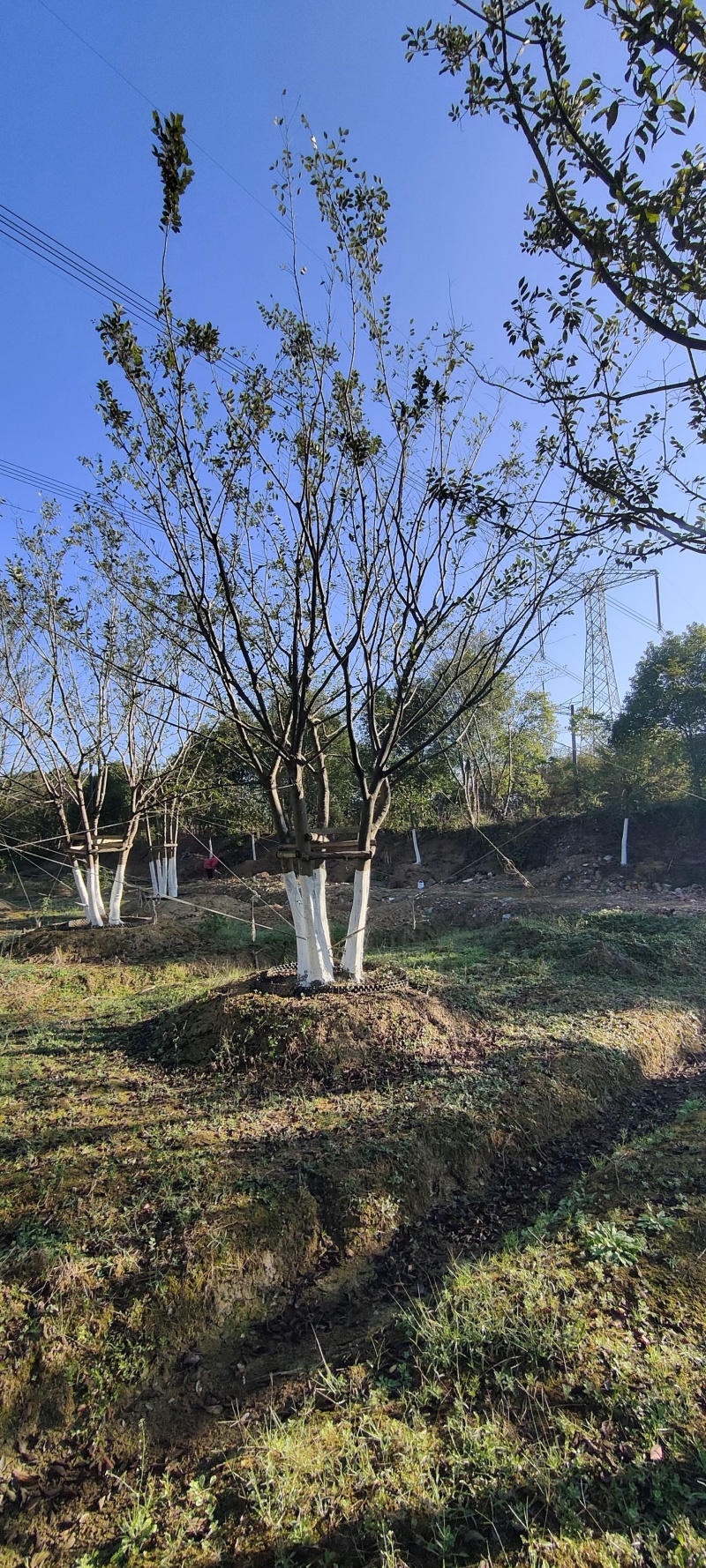 丛生朴树5杆、6杆，每杆8一10公分，总杆50公分，基地