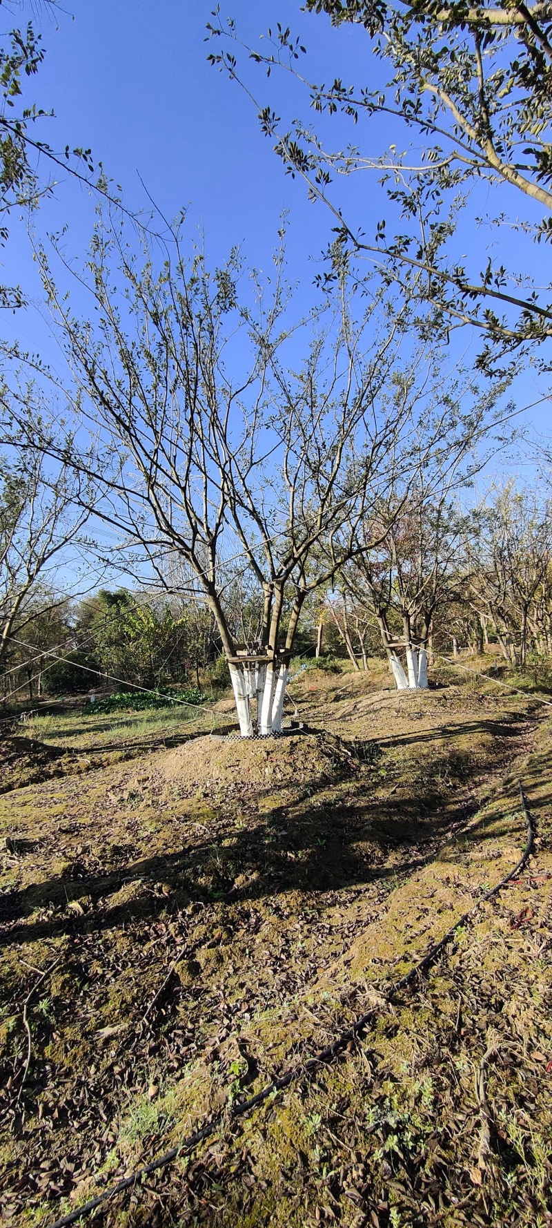 丛生朴树5杆、6杆，每杆8一10公分，总杆50公分，基地