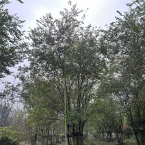 丛生朴树5杆、6杆，每杆8一10公分，总杆50公分，基地