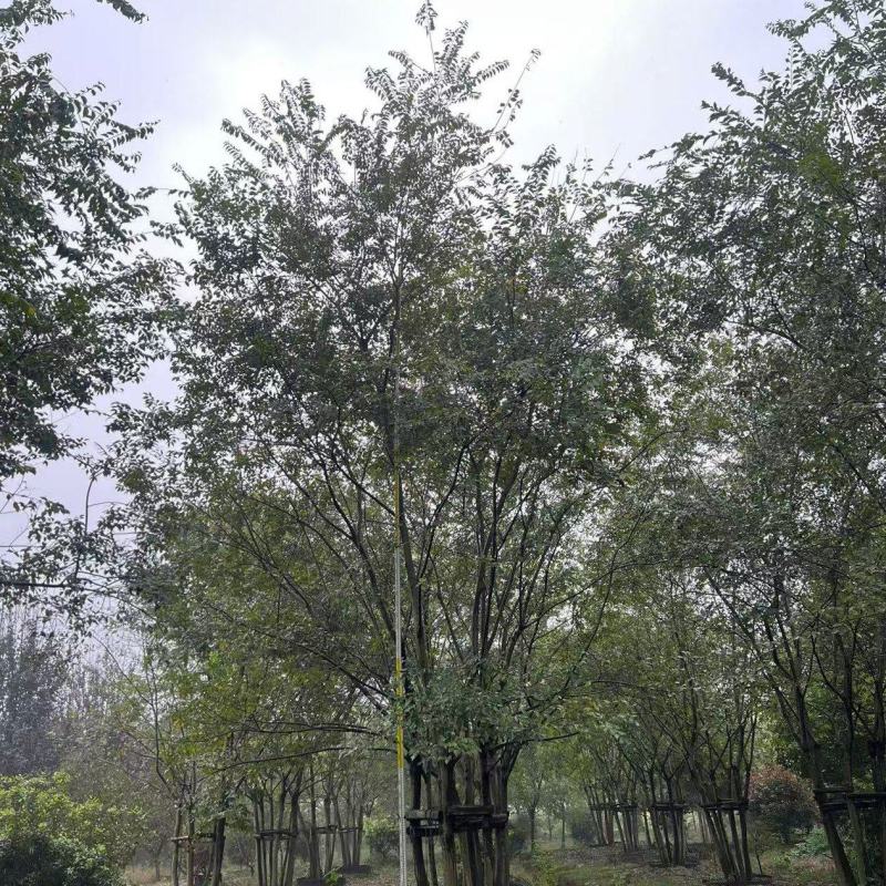 丛生朴树5杆、6杆，每杆8一10公分，总杆50公分，基地