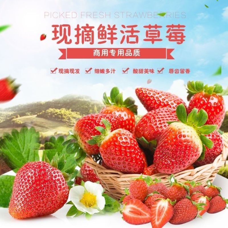 现摘章姬草莓头茬大果孕妇应季草莓新鲜水果甜宝包邮一件代发