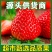 现摘章姬草莓头茬大果孕妇应季草莓新鲜水果甜宝包邮一件代发