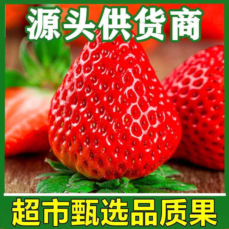 现摘章姬草莓头茬大果孕妇应季草莓新鲜水果甜宝包邮一件代发
