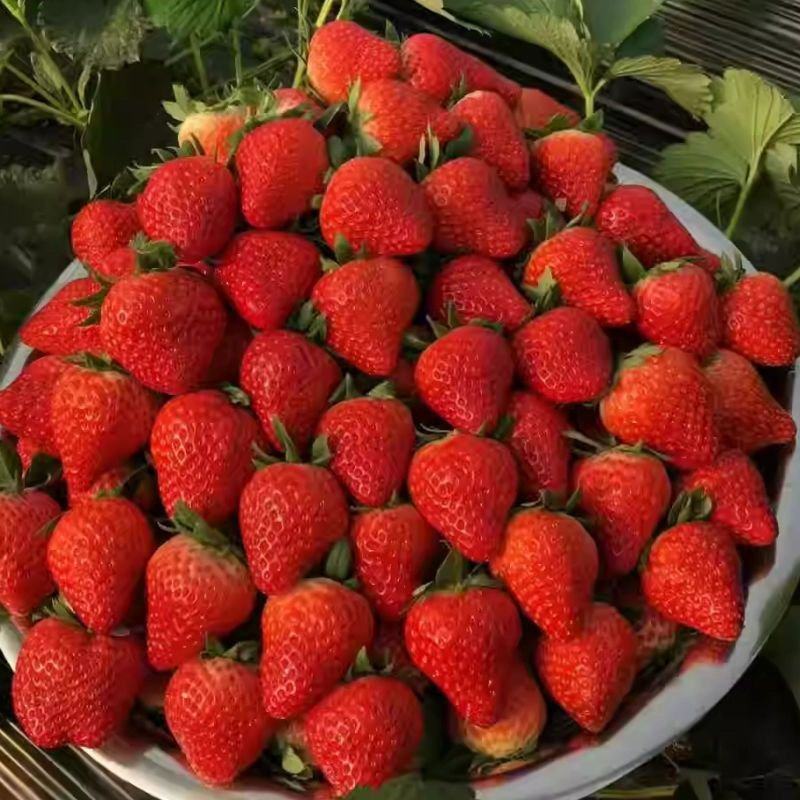 现摘章姬草莓头茬大果孕妇应季草莓新鲜水果甜宝包邮
