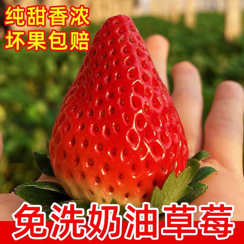 现摘章姬草莓头茬大果孕妇应季草莓新鲜水果甜宝包邮