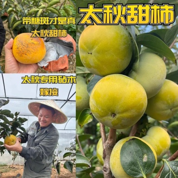 太秋甜柿苗/小果甜柿砧木嫁接/柿子苗现挖品种对版放心苗