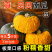 【只卖好货】真贝贝小南瓜粉糯新鲜板栗味宝宝辅食新鲜蔬菜真南瓜