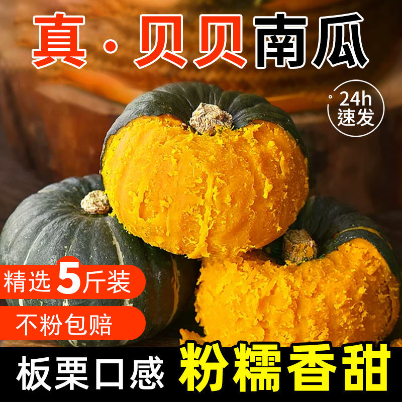 【只卖好货】真贝贝小南瓜粉糯新鲜板栗味宝宝辅食新鲜蔬菜真南瓜
