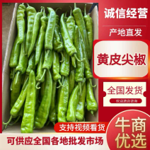 广东黄皮尖椒，产地直供，货源充足，专人分拣，全国供应