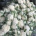 【推荐】湖北松花菜菜花一手货源供应市场商超电商量大价优