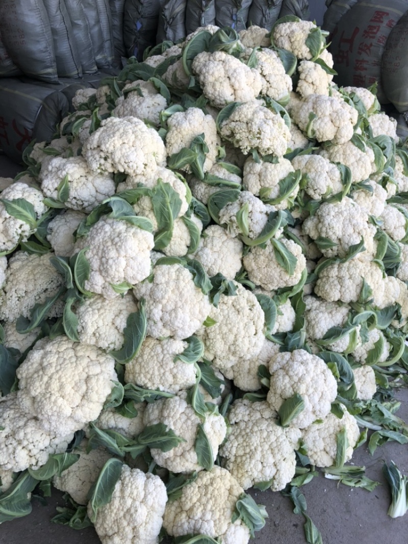 【推荐】湖北松花菜菜花一手货源供应市场商超电商量大价优