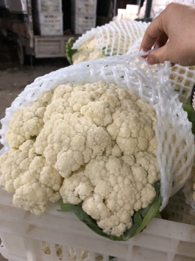 【推荐】湖北松花菜菜花一手货源供应市场商超电商量大价优