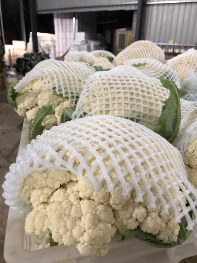 【推荐】湖北松花菜菜花一手货源供应市场商超电商量大价优