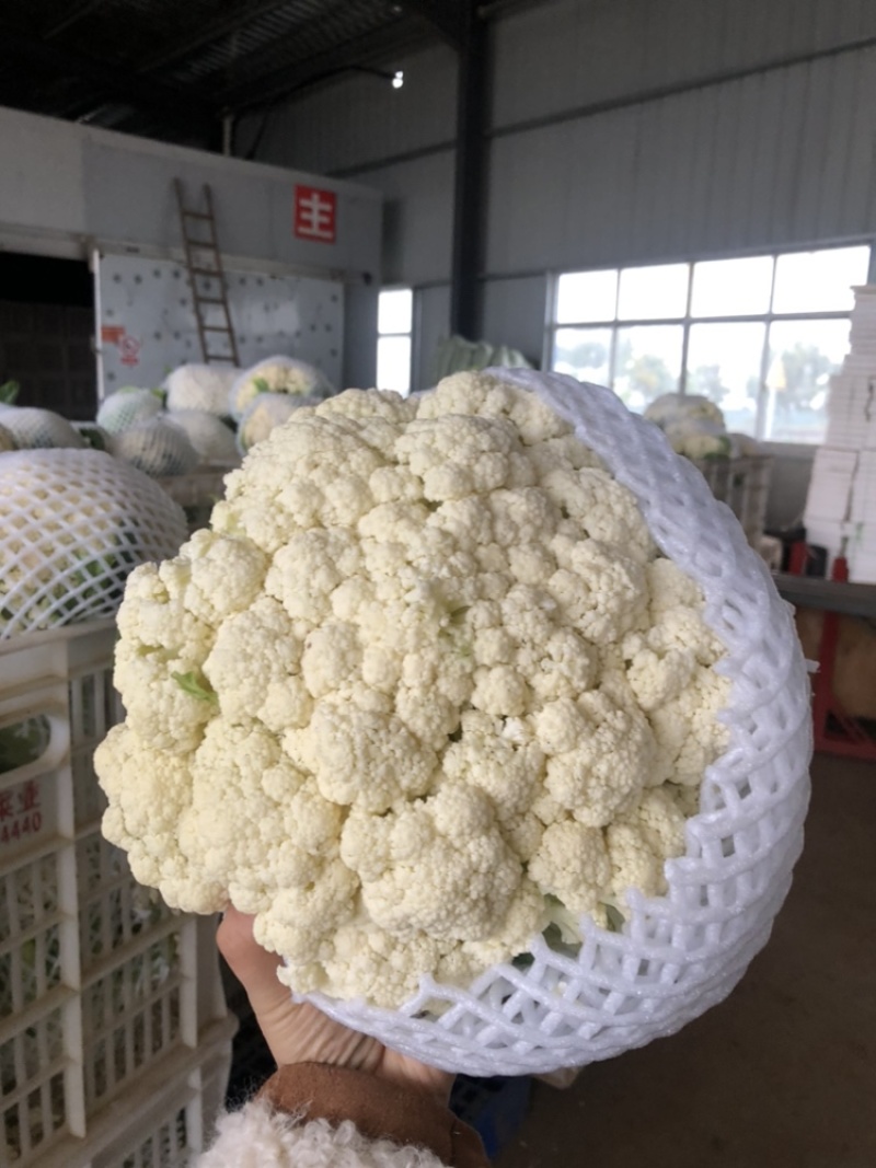 【推荐】湖北松花菜菜花一手货源供应市场商超电商量大价优