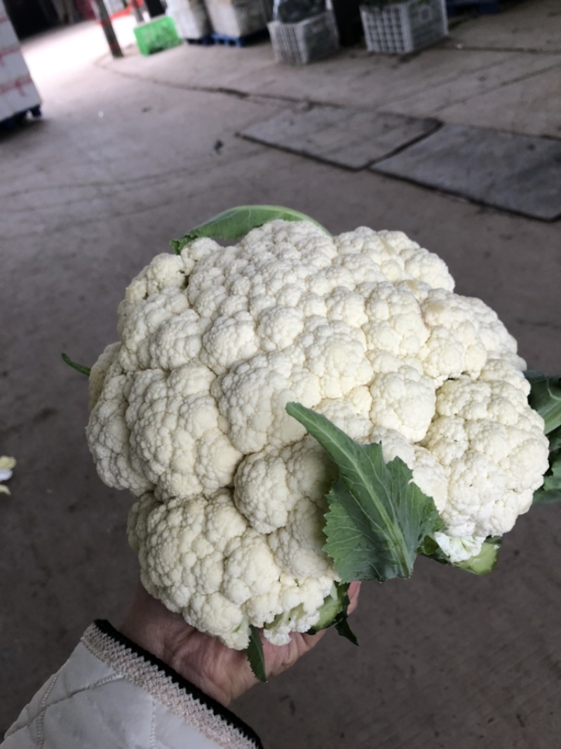 【推荐】湖北松花菜菜花一手货源供应市场商超电商量大价优
