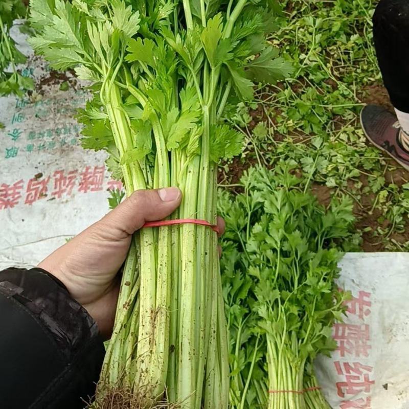 香芹山东芹菜大量上市，货源充足，可视频看货